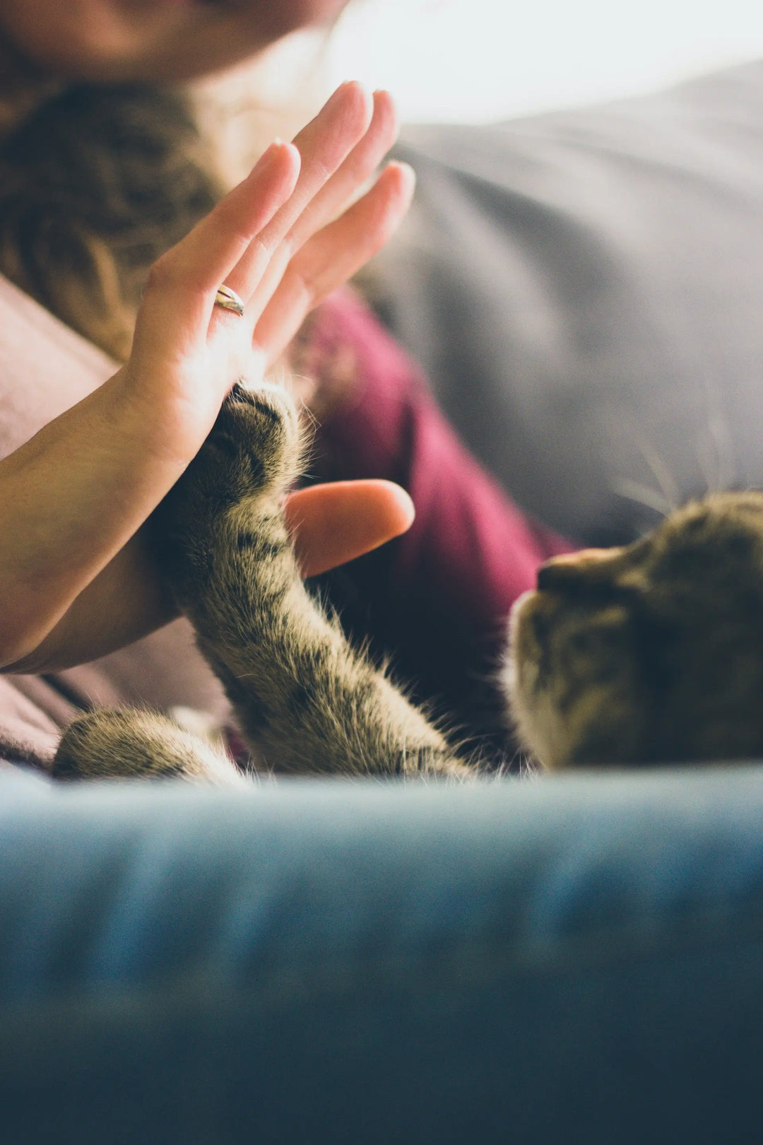 Haustiere-Tiere-erreichen-Wohlbefinden ORBIS Lifestyle